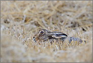 in der Sasse... Feldhase *Lepus europaeus*