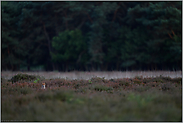 in der Heide... Rotfuchs *Vulpes vulpes*