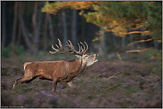 Rotwildbrunft in der Heide... Rothirsch *Cervus elaphus *