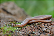 züngelnd... Blindschleiche *Anguis fragilis*