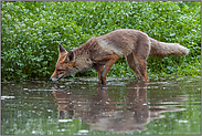 im Wasser... Rotfuchs *Vulpes vulpes*