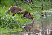 trinkender Fuchs... Rotfuchs *Vulpes vulpes*