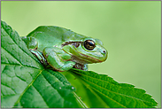 nicht immer nur grün... Europäischer Laubfrosch *Hyla arborea*