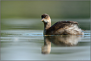 Jugendkleid... Schwarzhalstaucher *Podiceps nigricollis*