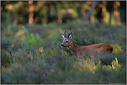 zwischen Ginsterbüschen... Rehbock *Capreolus capreolus *