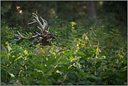 das Beste ist immer am schwierigsten zu erreichen... Rothirsch *Cervus elaphus*