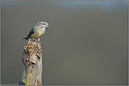 freigestellt... Kiefernkreuzschnabel *Loxia pytyopsittacus*