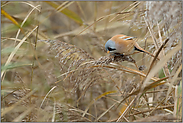 im Schilfwald... Bartmeise *Panurus biarmicus*