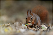 Jäger und Sammler... Europäisches Eichhörnchen *Sciurus_vulgaris*