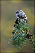 ein Vogel mit Vorlieben... Tannenhäher *Nucifraga caryocatactes*