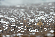 grau und trübe... Feldhasen *Lepus europaeus*