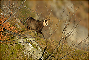 an der Waldgrenze... Gämse *Rupicapra rupicapra*