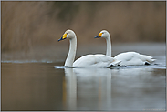 gelassen... Singschwan *Cygnus cygnus*