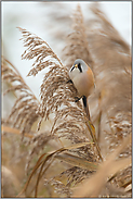 mitten im Schilf... Bartmeise *Panurus biarmicus*