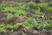 letztes Grün... Rebhuhn *Perdix perdix*