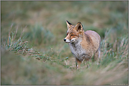 mitten im hohen Gras... Rotfuchs *Vulpes vulpes*