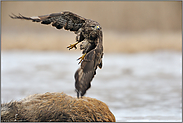 abfliegend... Mäusebussard *Buteo buteo*