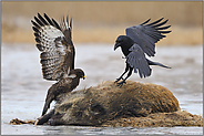 Zusammentreffen mit dem Mäusebussard... Kolkrabe *Corvus corax*