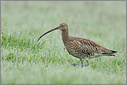 im Binnenland... Grosser Brachvogel *Numenius arquata*