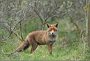 Fuchsfähe mit geschwollenem Gesäuge... Rotfuchs *Vulpes vulpes*