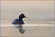 in der Früh... Schwarzhalstaucher *Podiceps nigricollis*