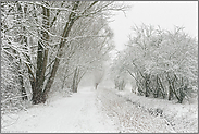 Winterspaziergang... Strümper Bruch *Meerbusch*