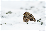 im Schnee... Feldlerche *Alauda arvensis*