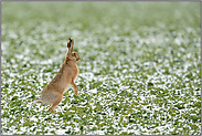 auch Hasen pinkeln im Stehen... Feldhase *Lepus europaeus*