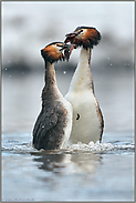 Hochzeitstanz im Schnee... Haubentaucher *Podiceps cristatus*