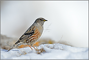 der Schnee taut... Alpenbraunelle  *Prunella collaris*