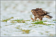 zu Fuß auf der Jagd... Mäusebussard *Buteo buteo*