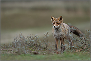 Freiräume... Rotfuchs *Vulpes vulpes*