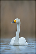 elegant... Singschwan *Cygnus cygnus*