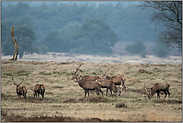 in Ruhe beieinander... Rothirsche *Cervus elaphus*