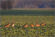 zur Paarungszeit... Feldhase *Lepus europaeus*