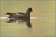 Teichralle... Teichhuhn *Gallinula chloropus*