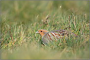 in der Wiese... Rebhuhn *Perdix perdix*