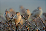 versammelt... Haussperling *Passer domesticus*