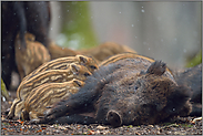 säugend... Wildschwein *Sus scrofa*