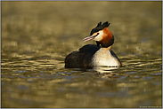 goldenes Wasser... Haubentaucher *Podiceps cristatus*