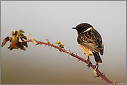 zur Dämmerung...  Schwarzkehlchen *Saxicola torquata*