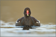 Auge in Auge... Teichralle *Gallinula chloropus*