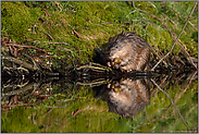 Mahlzeit... Bisam *Ondatra zibethicus*