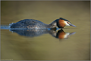 Balzverhalten... Haubentaucher *Podiceps cristatus*