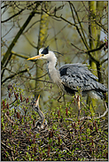 bettelnd... Graureiher *Ardea cinerea*