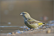 an der Wasserpfütze... Kiefernkreuzschnabel *Loxia pytyopsittacus*