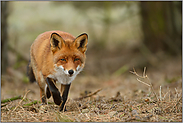 auf der Pirsch... Rotfuchs *Vulpes vulpes*