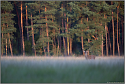 im letzten Licht... junger Rothirsch *Cervus elaphus*