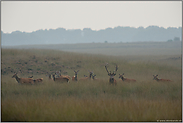 der Herr und sein Rudel... Rotwild *Cervus elaphus*