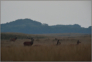 Nebenbuhler... Rotwild *Cervus elaphus*